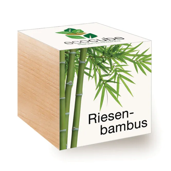 Ecocube Pflanze im Holzwürfel "Riesenbambus"